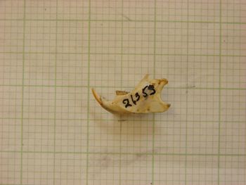 Media type: image;   Mammalogy 26353
